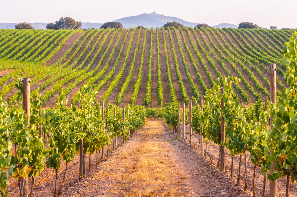 Alentejo Vineyards — Endless rows of grapevines and harvest scenes, a must-visit for wine lovers.