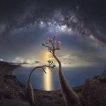 Socotra: Earth's Alien Sanctuary