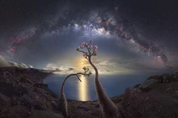Socotra Island Travel: The Most Alien Place on Earth Is Real
