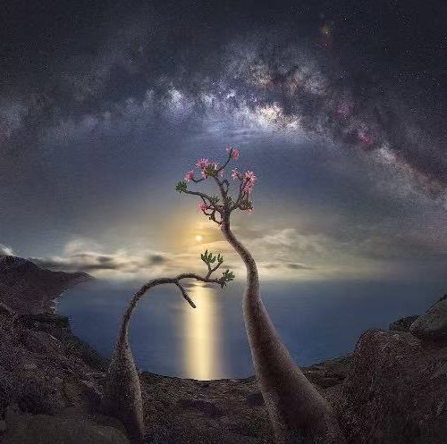 Socotra Island Travel: The Most Alien Place on Earth Is Real