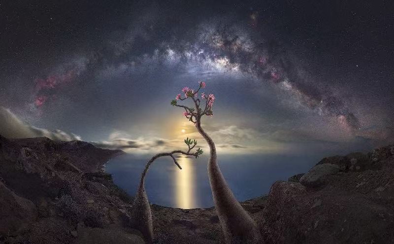 Socotra: Earth's Alien Sanctuary