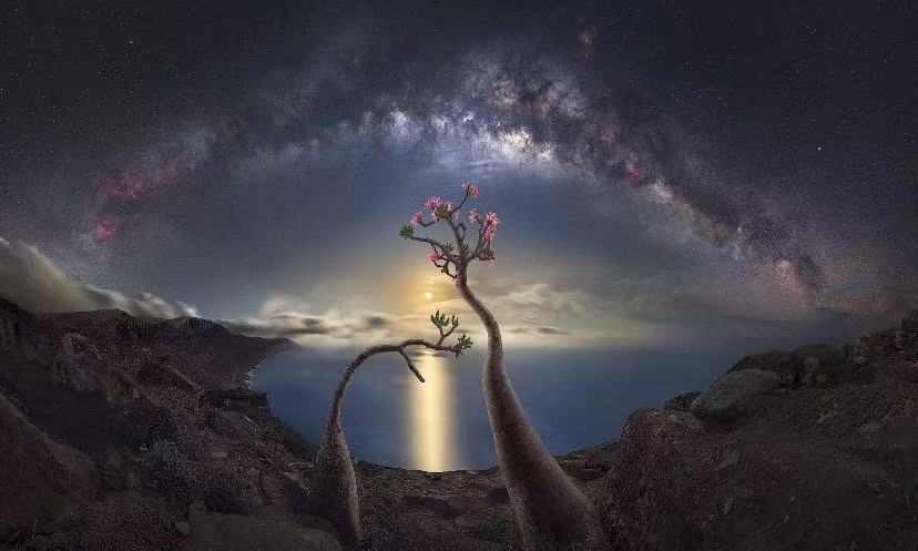 Socotra: Earth's Alien Sanctuary
