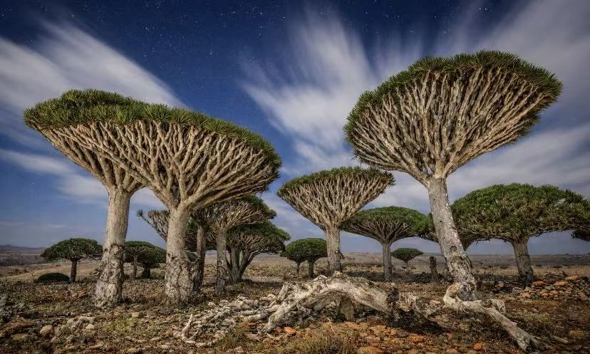 Dragon's Blood Trees in Socotra's Dark Sky
