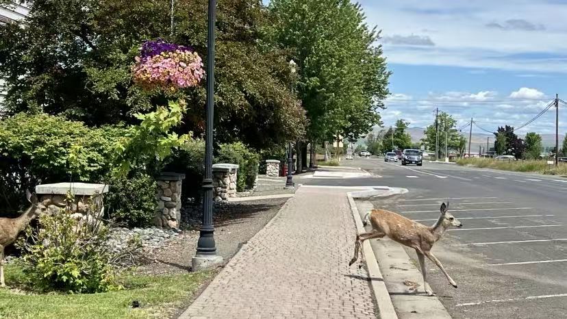 A Street in Joseph: Where Deer Wander Freely