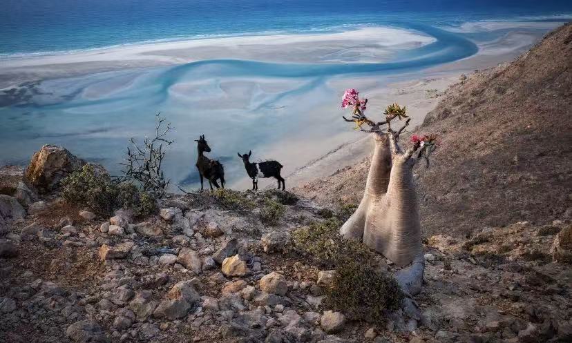 Socotra Coast: Adenium and Goats in the Morning Light