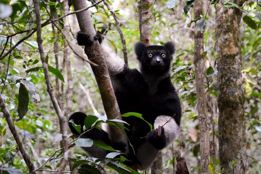 Indri, the largest lemur of Madagascar