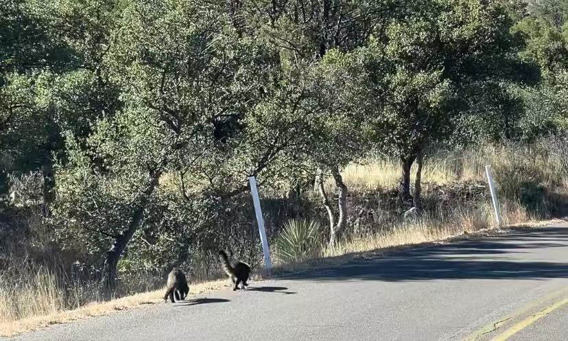 Ringtail Cats Crossing the Road at Chiricahua National Monument