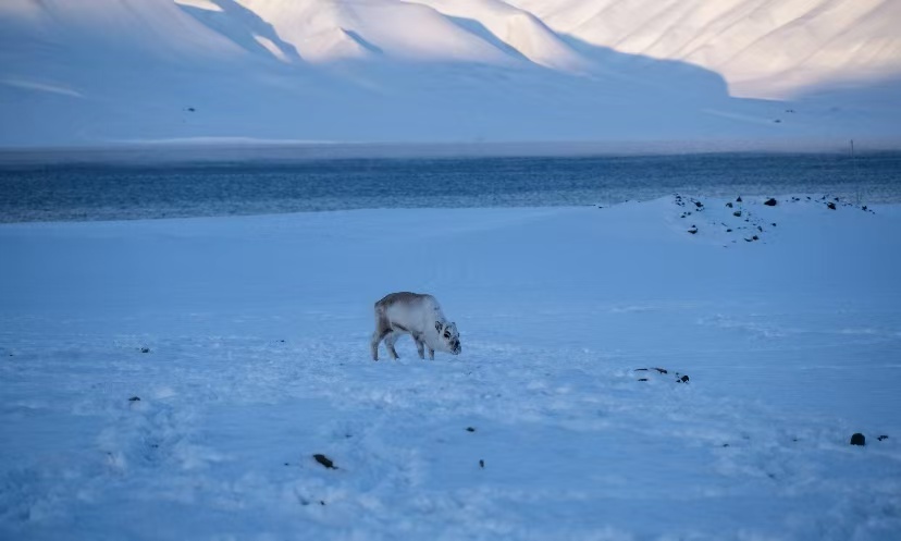 Svalbard | Tundra Life