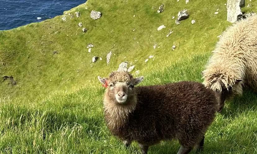 Faroe Islands: Where Sheep Roam Free by the Sea