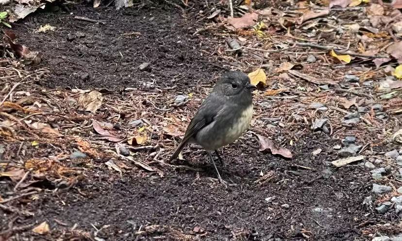 New Zealand South Island Robin, Stewart Island