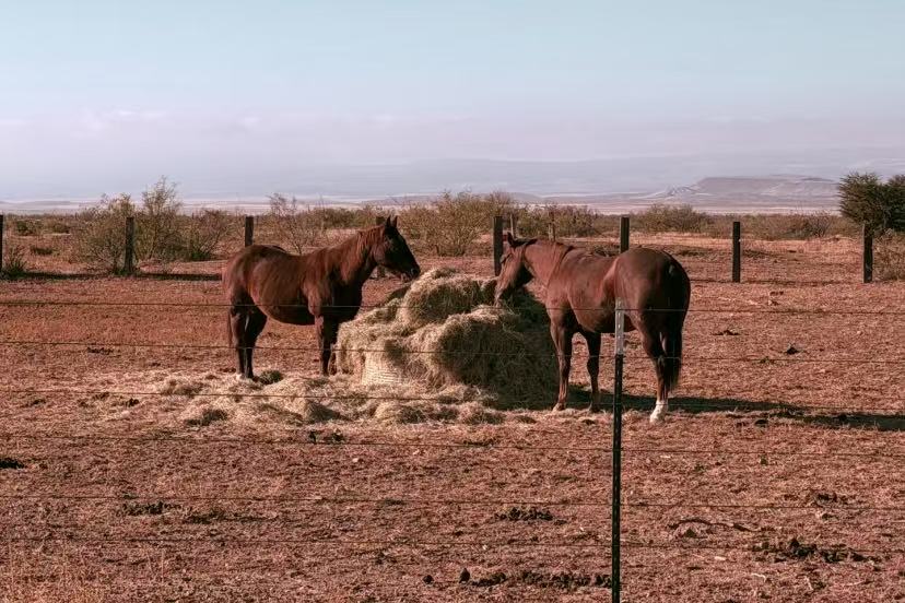 Marfa Horses: Where the West Texas Desert Meets Quiet Grace