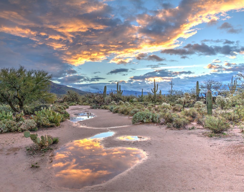 Sonoran Desert landscape with saguaro cactus under dramatic sky