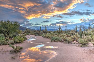 Exploring Saguaro National Park in Tucson, a Desert Treasure