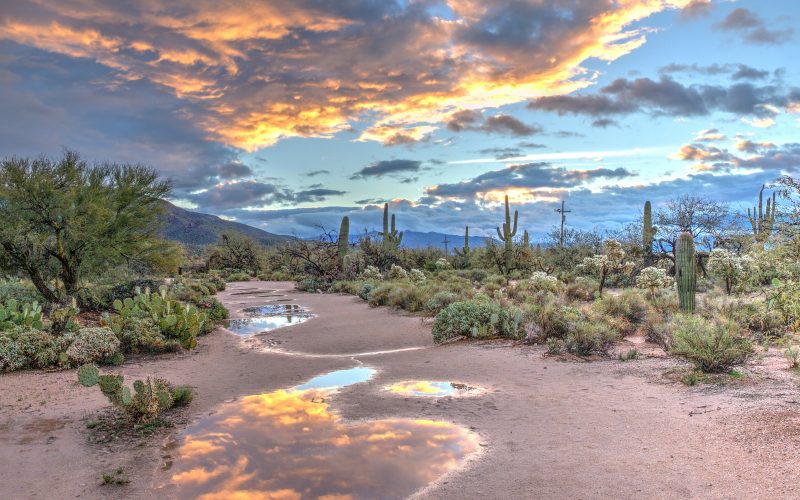 Sonoran Desert landscape with saguaro cactus under dramatic sky