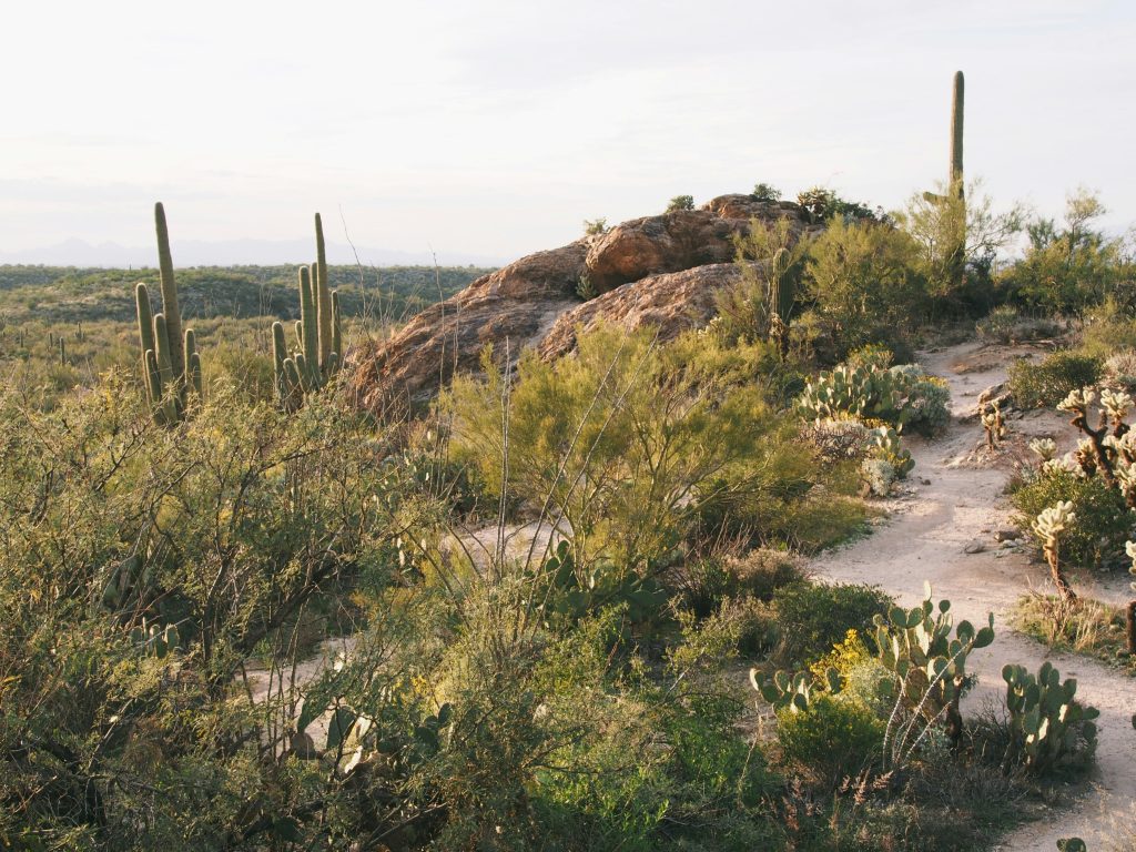 Hiking trail in Saguaro National Park desert landscape Arizona