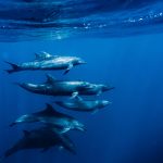 Marine migration of whales in the ocean near Baja California Sur