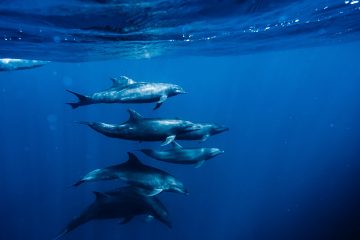 Marine Migration: The Epic Ocean Journey of Baja California Sur