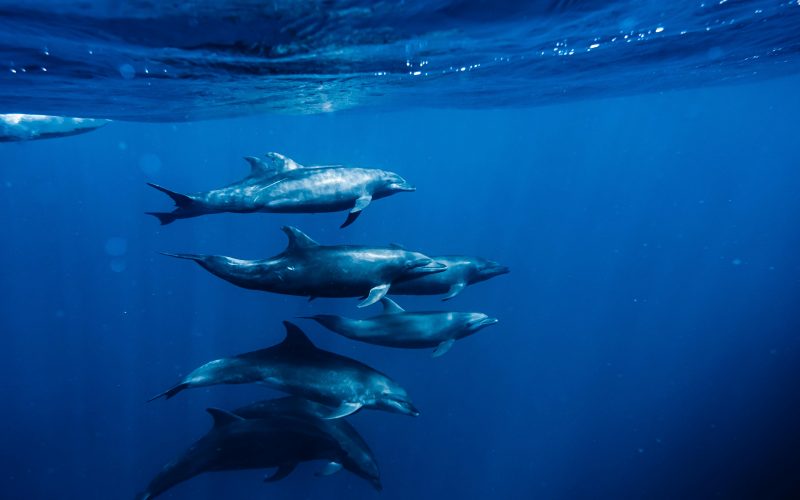 Marine Migration: The Epic Ocean Journey of Baja California Sur