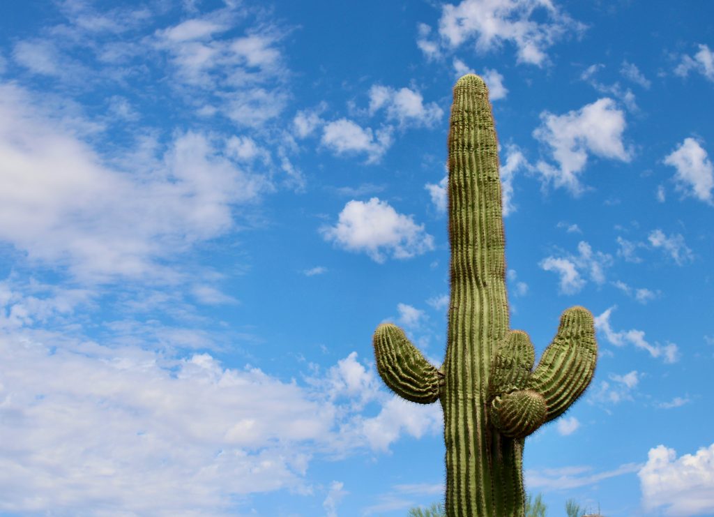 Close up of giant saguaro cactus in Sonoran Desert Arizona